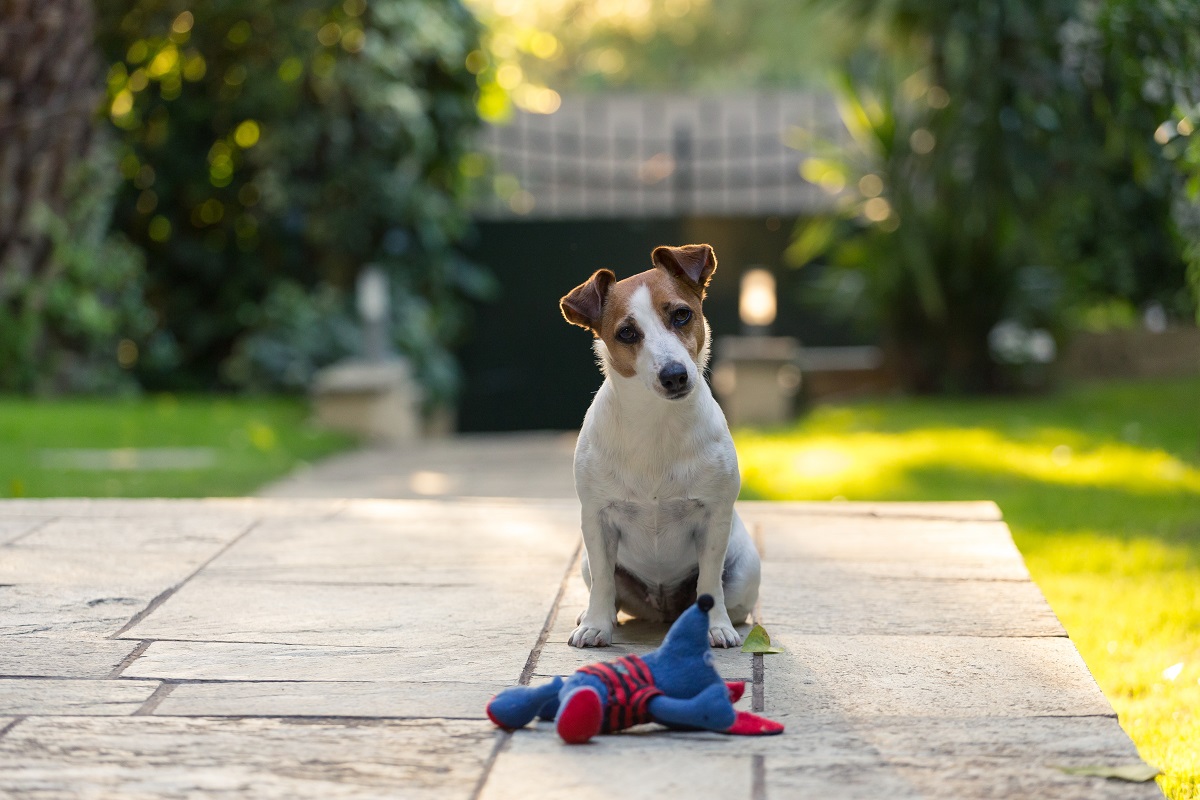 Pet Em Casa Saiba O Que Fazer Para Deixar O Seu Lar Confort Vel E